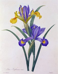 Iris Xiphium (farvet gravering) af Pierre Joseph Redouté