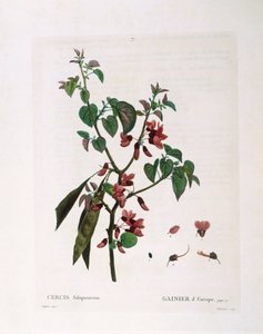 Judas Tree (Cercis siliquastrum), Henry Louis Duhamel du Monceau, botanisk plade af Pierre Joseph Redouté af Pierre Joseph Redouté