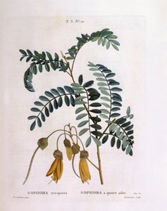Kowhai (Sophora tetraptera eller Edwardsia grandiflora), Henry Louis Duhamel du Monceau, botanisk plade af Pierre Joseph Redouté af Pierre Joseph Redouté