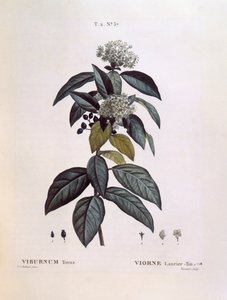 Laurustinus (Viburnum tinus), Henry Louis Duhamel du Monceau, botanisk plade af Pierre Joseph Redouté af Pierre Joseph Redouté