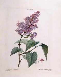Syren (Syringa vulgaris), Henry Louis Duhamel du Monceau, botanisk plade af Pierre Joseph Redouté af Pierre Joseph Redouté