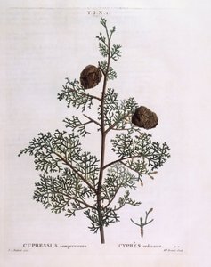 Middelhavscypres (Cupressus sempervirens), Henry Louis Duhamel du Monceau, botanisk plade af Pierre Joseph Redouté af Pierre Joseph Redouté