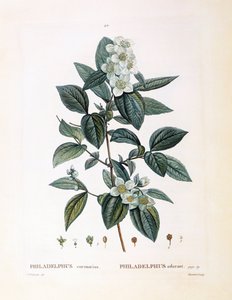 Mock orange (Philadelphus coronarius), Henry Louis Duhamel du Monceau, botanisk plade af Pierre Joseph Redouté af Pierre Joseph Redouté