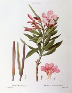 Oleander (Nerium oleander), Henry Louis Duhamel du Monceau, botanisk plade af Pierre Joseph Redouté af Pierre Joseph Redouté