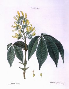 Pavia lutea Henry Louis Duhamel du Monceau, botanisk plade af Pierre Joseph Redouté af Pierre Joseph Redouté