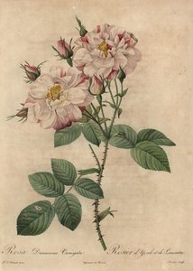 Lyserød og hvid damaskrose, Rosa damascena af Pierre Joseph Redouté