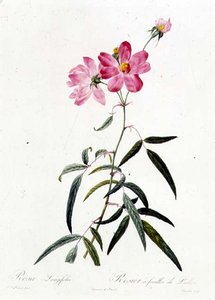 Rosa Longifolia af Pierre Joseph Redouté