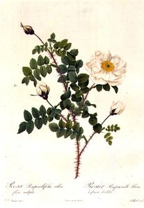 Rosa Pimpinellifolia Alba Flore Multiplei af Pierre Joseph Redouté