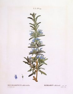 Rosmarin (Rosmarinus officinalis), Henry Louis Duhamel du Monceau, botanisk plade af Pierre Joseph Redouté af Pierre Joseph Redouté