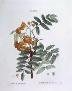 Røn eller europæisk bjergaske (Sorbus aucuparia), Henry Louis Duhamel du Monceau, botanisk plade af Pierre Joseph Redouté af Pierre Joseph Redouté