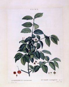 Spindel (Euonymus verrucosus), Henry Louis Duhamel du Monceau, botanisk plade af Pierre Joseph Redouté af Pierre Joseph Redouté