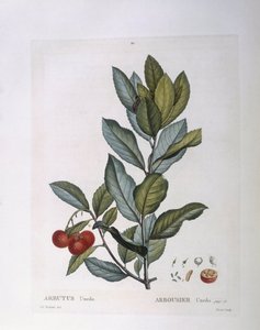 Jordbærtræ (Arbutus unedo), Henry Louis Duhamel du Monceau, botanisk plade af Pierre Joseph Redouté af Pierre Joseph Redouté