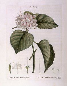 Volkameria fragrans Henry Louis Duhamel du Monceau, botanisk tallerken af ​​Pierre Joseph Redouté af Pierre Joseph Redouté