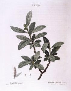 Pil (Salix lanata), Henry Louis Duhamel du Monceau, botanisk plade af Pierre Joseph Redouté af Pierre Joseph Redouté
