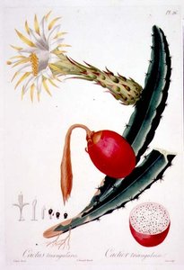 Cactus Triangularis, plade 26 fra 
