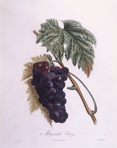 Muscat druevin (Vitis vinifera), Henry Louis Duhamel du Monceau, botanisk plade af Pierre Antoine Poiteau af Pierre Antoine (after) Poiteau