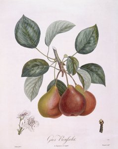 Pære "Gros Rousselet" Henry Louis Duhamel du Monceau, botanisk plade af Pierre Antoine Poiteau af Pierre Antoine (after) Poiteau