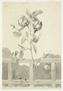 Rose af Pierre Antoine Mongin