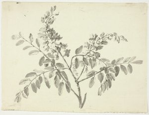 Den blomstrende gren af Pierre Antoine Mongin