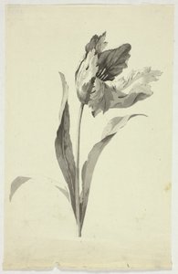 Tulipan af Pierre Antoine Mongin