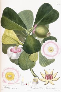 Clusia rosea, Clusier med lyserøde blomster, 1808-1828