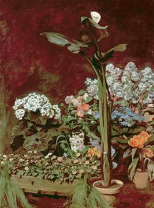 Lilje- og drivhusplanter