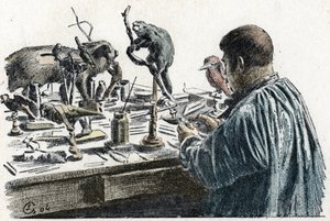 Taxidermi: En taxidermist udstoppede dyr i sit værksted Gravering fra Excursion a travers les metiers” af Pierre Calmette Collection privee