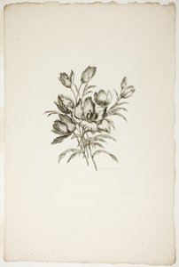 Buket med tulipaner, fra samling af forskellige buketter af blomster, opfundet og tegnet af Jean Pillement og indgraveret af P. C. Canot af Pierre Charles Canot