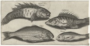 Bockfish, aborre, kutling og en ukendt fisk Fiskeri (serietitel) Piscivm vivae ikoner (serietitel) af Pierre Firens