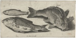 Tre karper Fiskeri (serietitel) Piscium vivae-ikoner (serietitel)