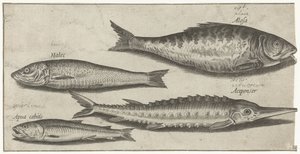 Shad, stør, lugt og en sild Fiskeri (serietitel) Piscium vivae-ikoner (serietitel)