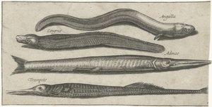 Garfish, pipefish, ål og en ål Fiskeri (serietitel) Piscium vivae-ikoner (serietitel)