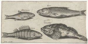 Karper, minnow, havkat og en aborre Fiskeri (serietitel) Piscium vivae-ikoner (serietitel)