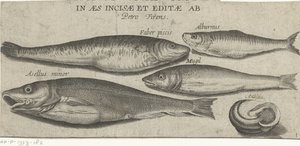 Brisling, karper, multe, små torsk og en skal Fiskeri (serietitel) Piscivm vivae ikoner (serietitel på objekt)