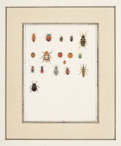 Biller, ca. 1755-65 (akvarel på papir)
