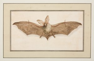 Brun langøret flagermus, ca. 1755-65 (akvarel på papir)