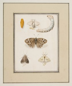 Sommerfugle, møl og larver, ca. 1755-65 (akvarel på papir)