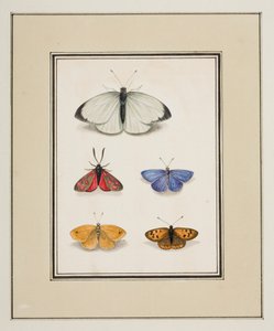 Sommerfugle, ca. 1755-65 (akvarel på papir)