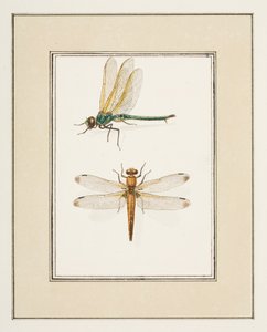 Dragonflies, ca. 1755-65 (akvarel på papir)