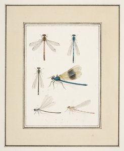 Dragonflies, ca. 1755-65 (akvarel på papir)