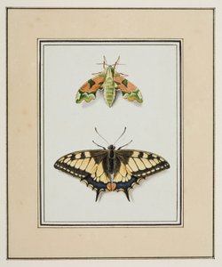 Hawk Moth and Old World Swallowtail Butterfly, ca. 1755-65 (akvarel på papir)