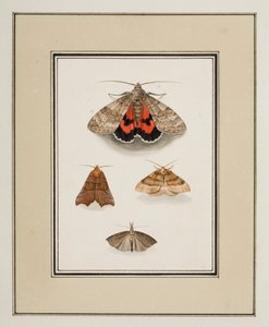 Moths, ca. 1755-65 (akvarel på papir)