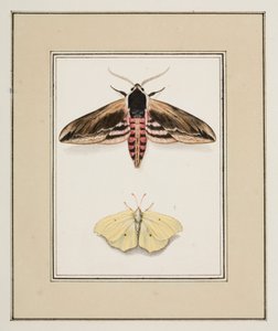 Ligusterhøgmøl og almindelig svovl, ca. 1755-65 (akvarel på papir)