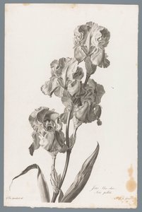 Dalmatisk iris Lyseblå iris / Iris pallida (titel på objekt) Blomster hentet fra naturen (...) (serietitel)