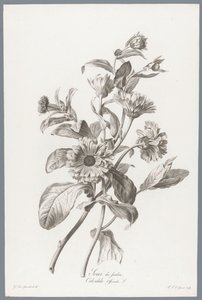Goudsbloem Morgenfrue / Calendula Officinalis L. (titel på objekt) Blomster hentet fra naturen (...) (serietitel)