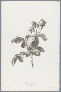 Honderdbladige roos Hundredebladet rose / Rosa centifolia L. (titel på objekt) Blomster hentet fra naturen (...) (serietitel)