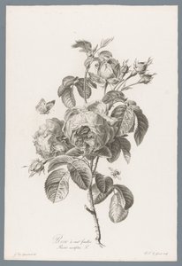 Honderdbladige roos Hundredebladet rose / Rosa centifolia L. (titel på objekt) Blomster hentet fra naturen (...) (serietitel)