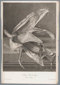 Majs Majs, hvede fra Tyrkiet / Zea Mays L. (titel på objekt) Blomster hentet fra naturen (...) (serietitel)