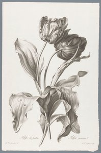 tulp Have Tulip / Tulipa gesneriana L. (titel på objekt) Blomster hentet fra naturen (...) (serietitel)