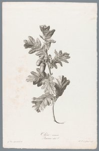 Zomerik Almindelig eg / Quercus robur L. (titel på objekt) Blomster hentet fra naturen (...) (serietitel)